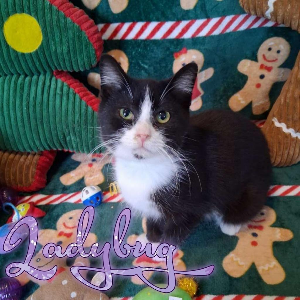 Lady Bug, a Adoptable Domestic Short Hair in Hillsboro, OH image 3/5