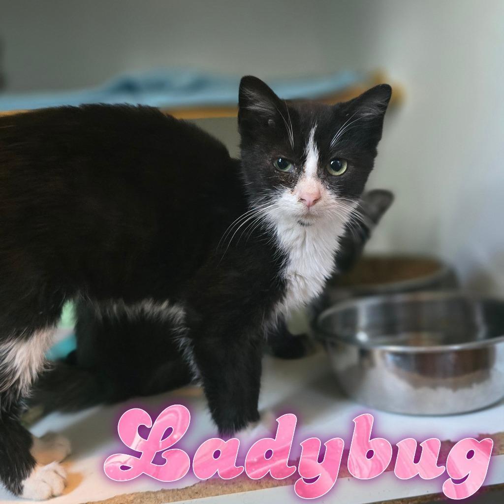 Lady Bug, a Adoptable Domestic Short Hair in Hillsboro, OH image 4/5