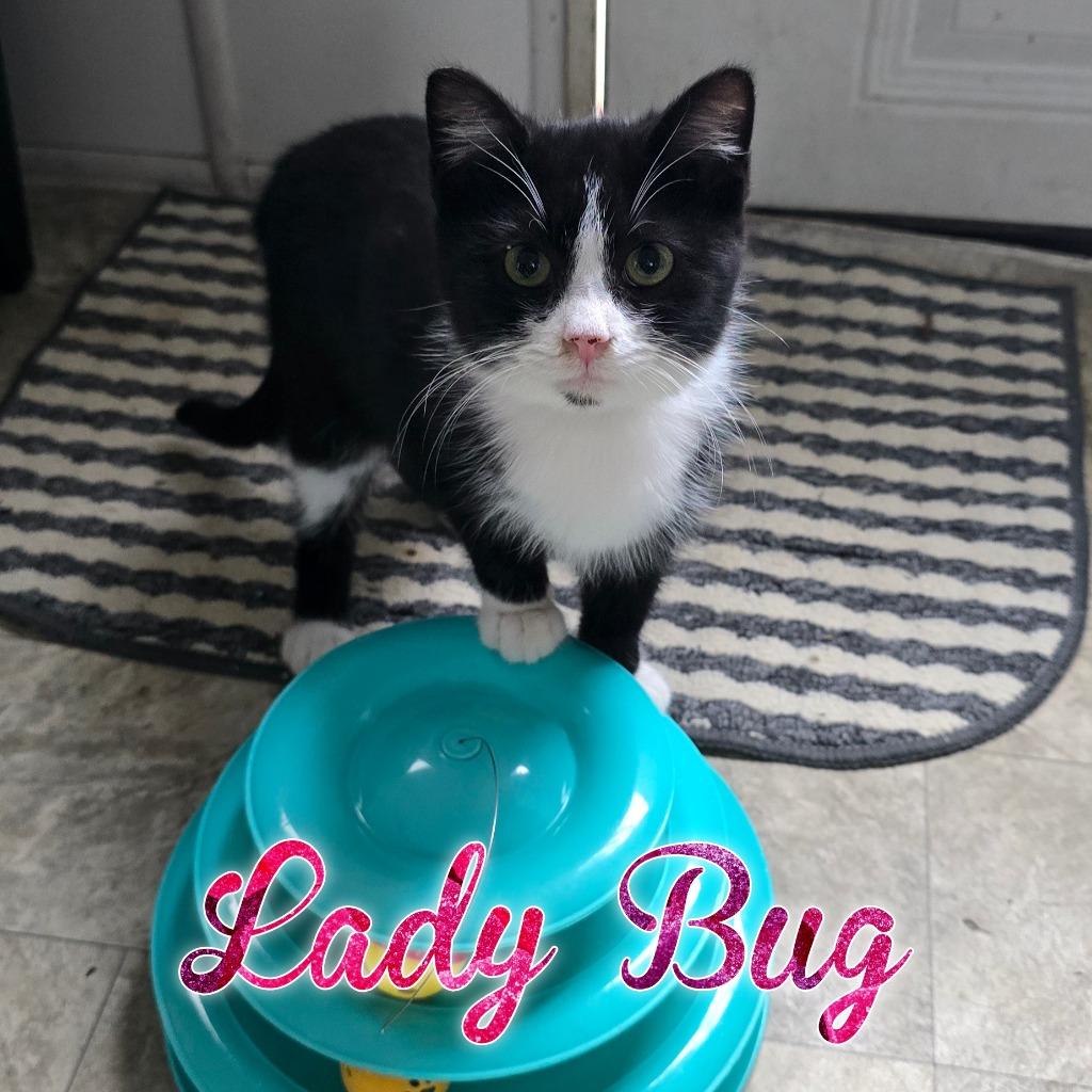 Lady Bug, a Adoptable Domestic Short Hair in Hillsboro, OH image 5/5