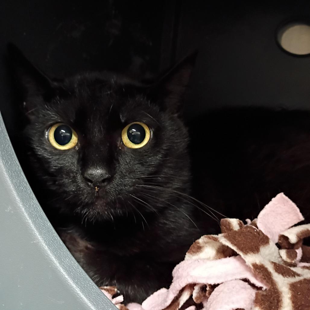 Slinky, Adoptable, Adult Male Domestic Short Hair.