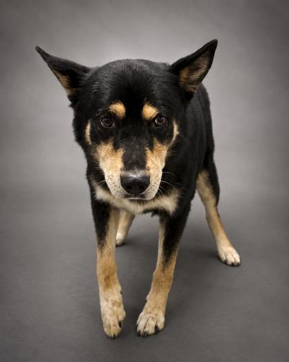 Enlarge Rocky, a Adoptable mixed breed in Bowling Green, KY image 1/1