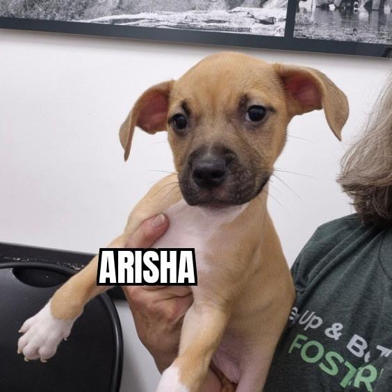 Enlarge Arisha, an adopted mixed breed in Olympia, WA image 1/1