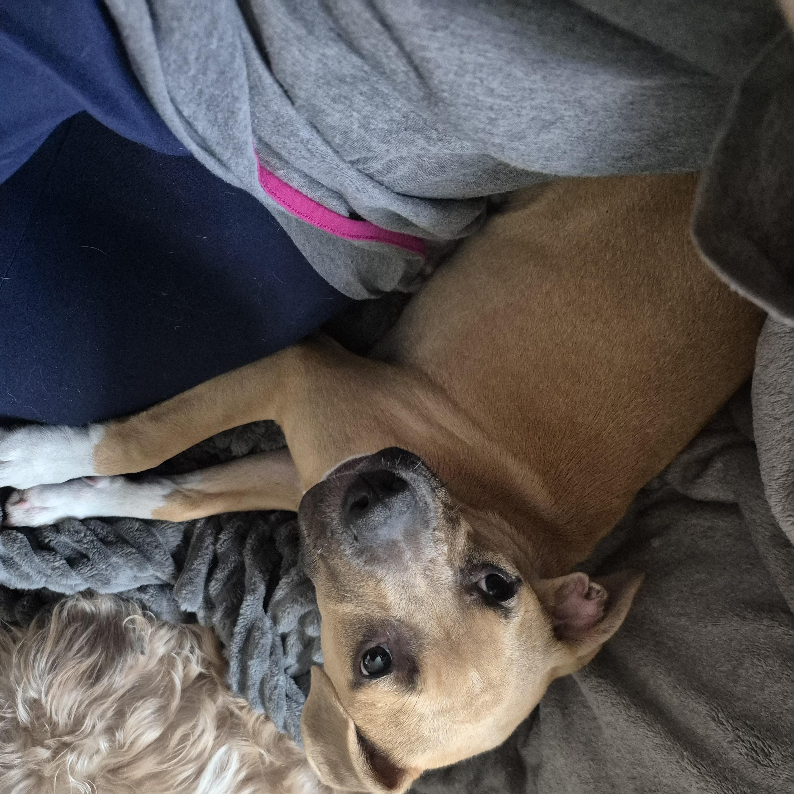Enlarge Arisha, a Adopted mixed breed in Olympia, WA image 2/2