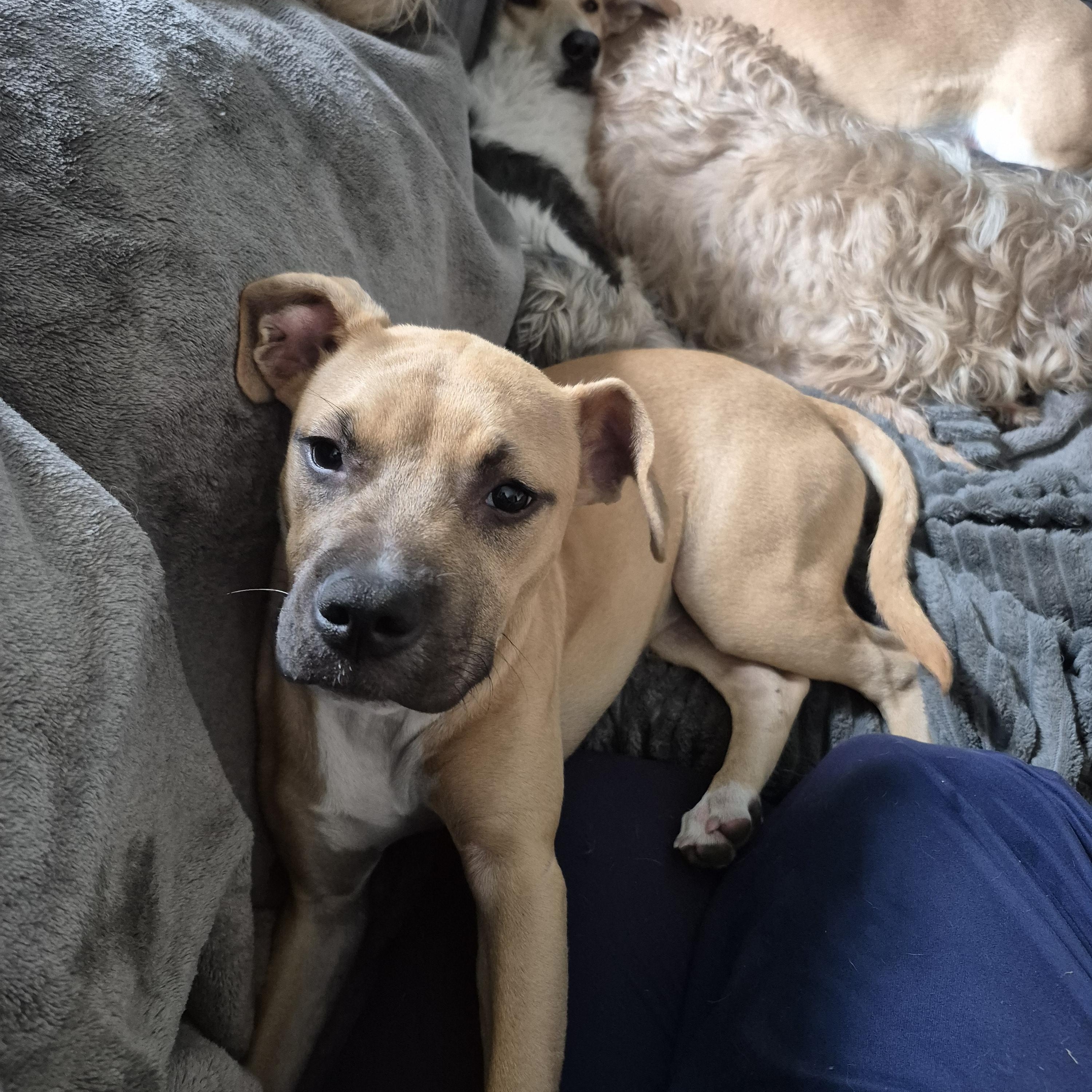 Enlarge Arisha, a Adopted mixed breed in Olympia, WA image 1/2