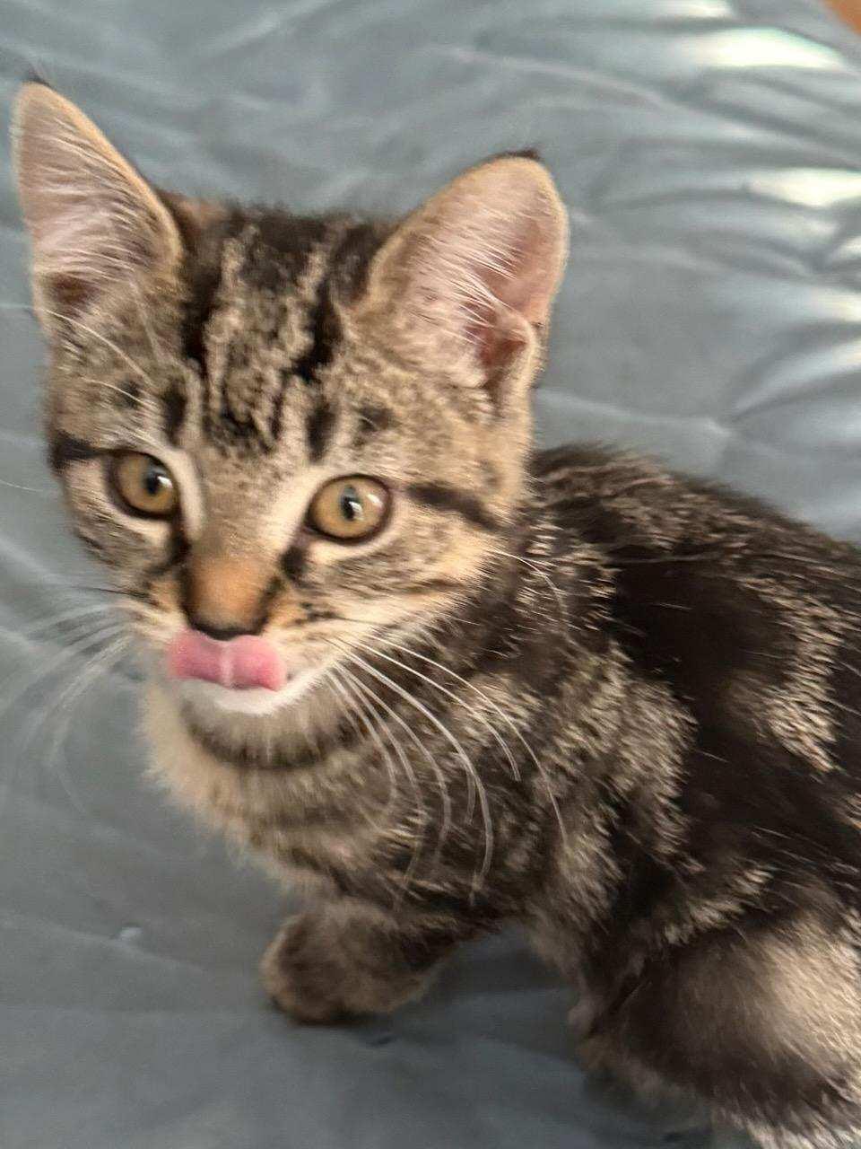 3 Kittens and Mom , a ADOPTABLE Domestic Short Hair in Salem, NH image 1/3