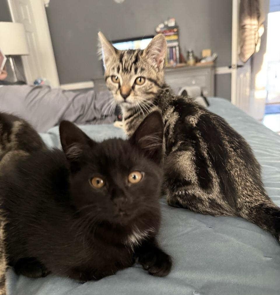 3 Kittens and Mom , a ADOPTABLE Domestic Short Hair in Salem, NH image 2/3