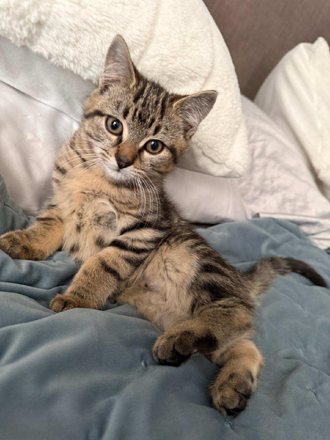 3 Kittens and Mom , a ADOPTABLE Domestic Short Hair in Salem, NH image 3/3