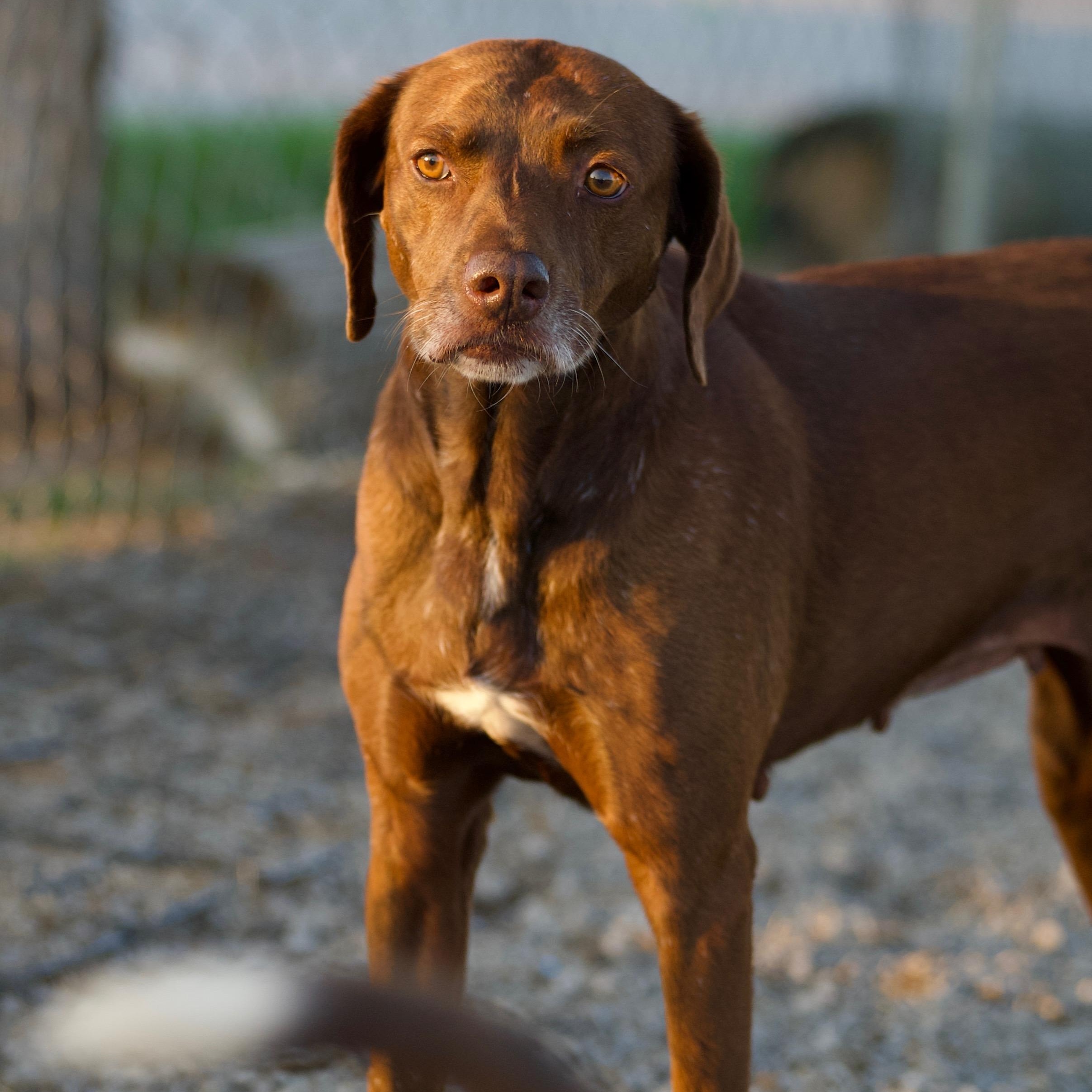 Enlarge Faleen, a Adoptable mixed breed in Hiawatha, KS image 2/4