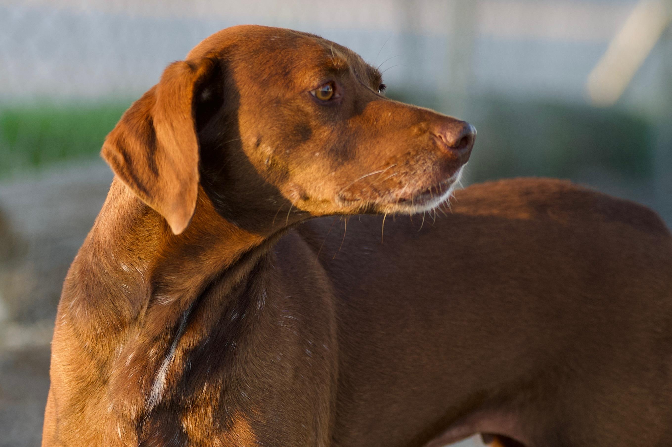 Enlarge Faleen, a Adoptable mixed breed in Hiawatha, KS image 3/4