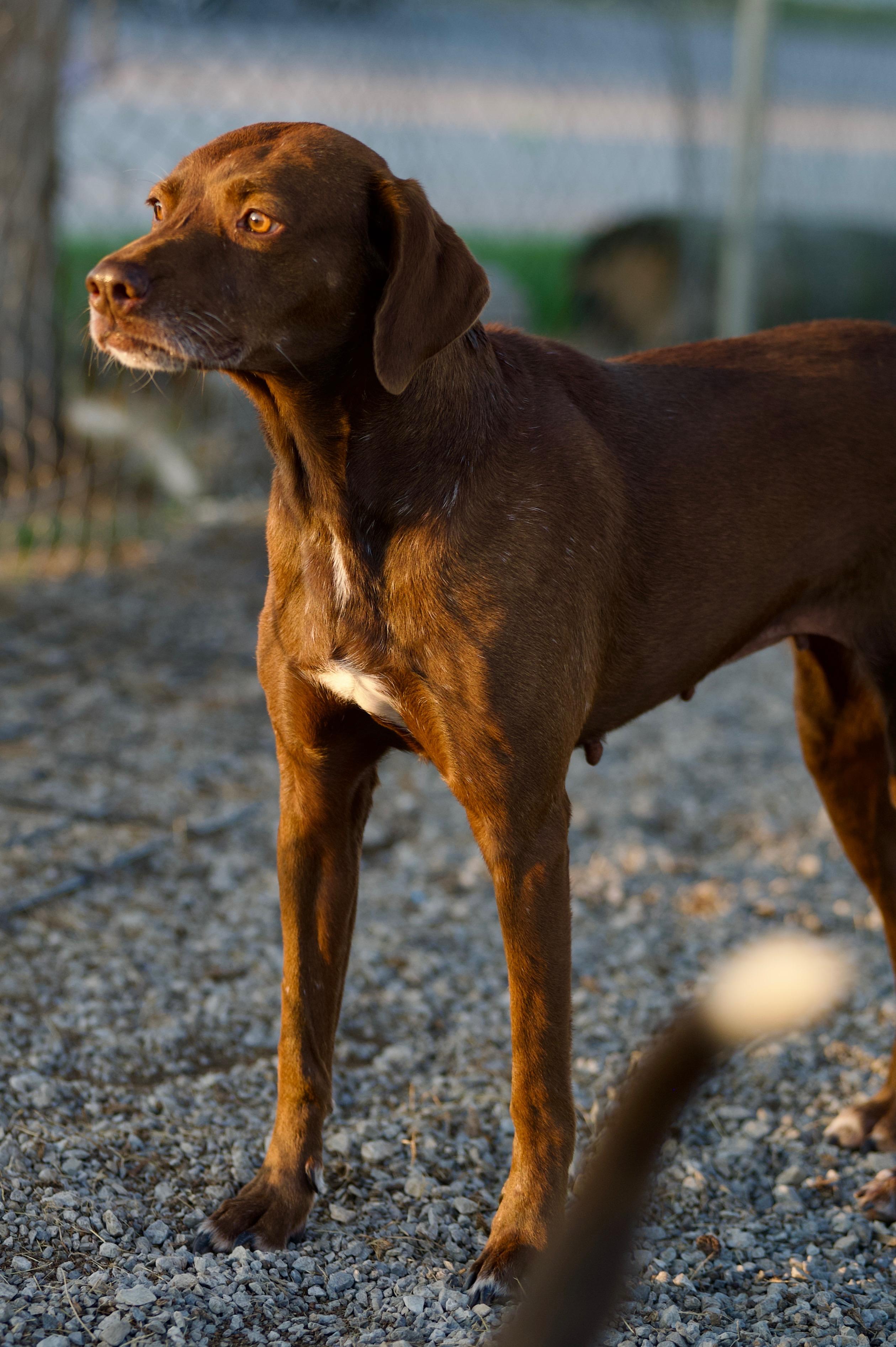 Enlarge Faleen, a Adoptable mixed breed in Hiawatha, KS image 4/4