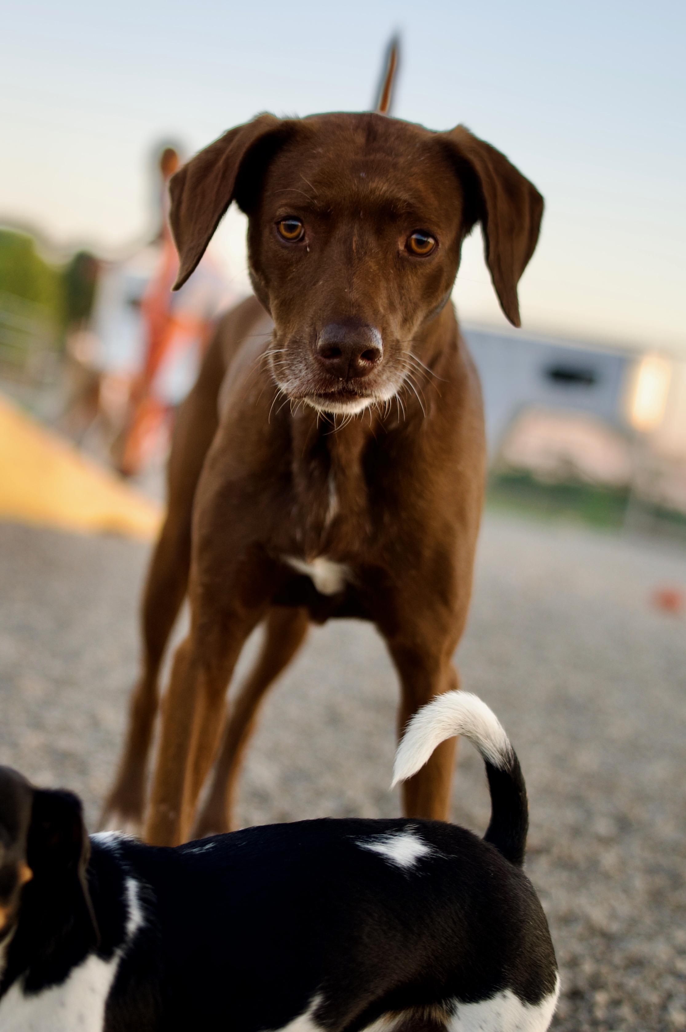 Faleen, Adoptable, Adult Female Pointer & Labrador Retriever.