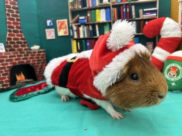 Marshmallow, Adoptable, Adult Male Guinea Pig.