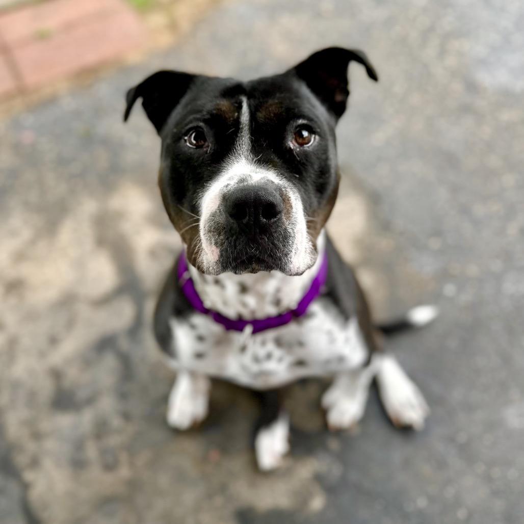 Clara Belle, Adoptable, Adult Female Pit Bull Terrier & Labrador Retriever.