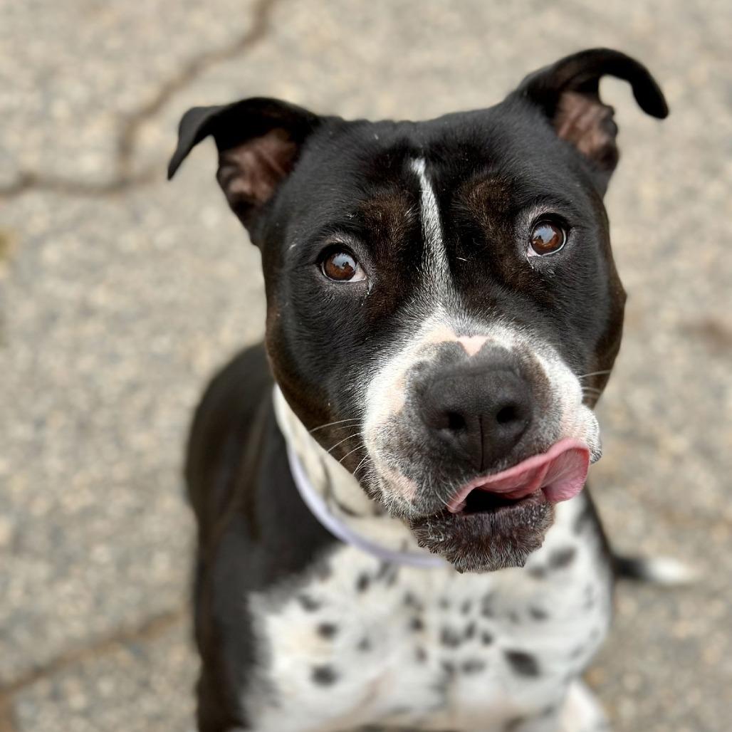 Enlarge Clara Belle, a Adoptable mixed breed in San Diego, CA image 1/3