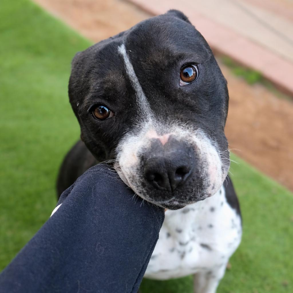 Enlarge Clara Belle, a Adoptable mixed breed in San Diego, CA image 2/5
