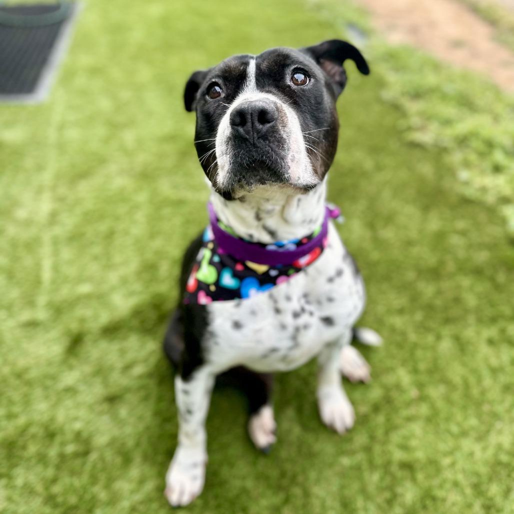 Enlarge Clara Belle, a Adoptable mixed breed in San Diego, CA image 2/3