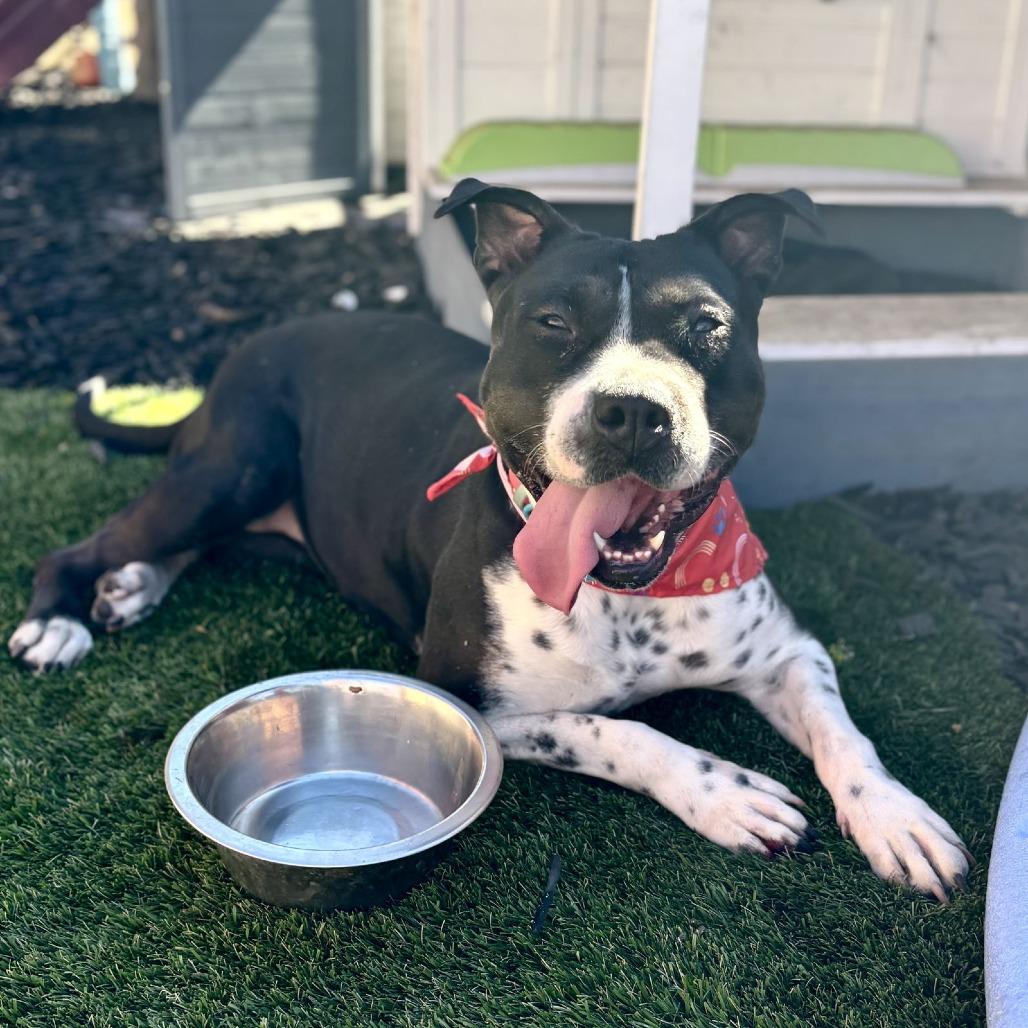 Enlarge Clara Belle, a Adoptable mixed breed in San Diego, CA image 3/3