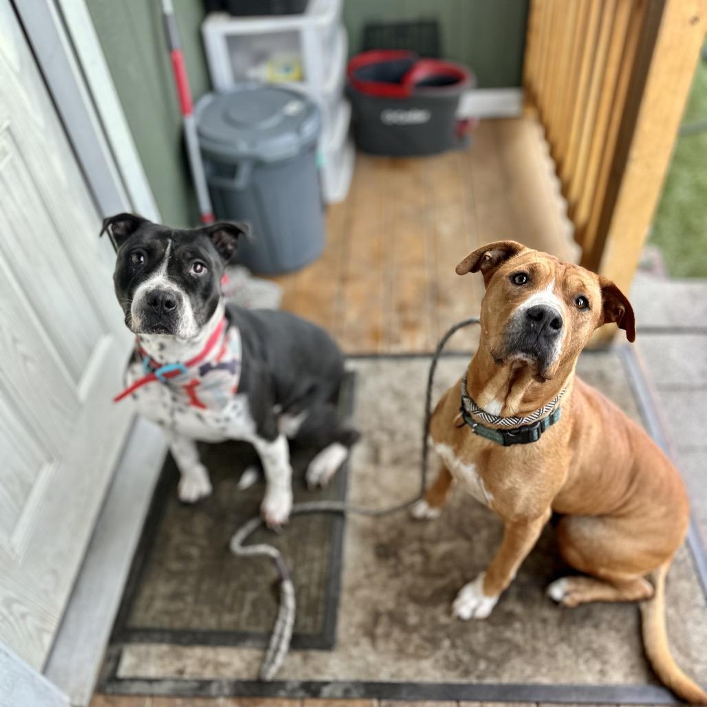 Enlarge Clara Belle, a Adoptable mixed breed in San Diego, CA image 5/5