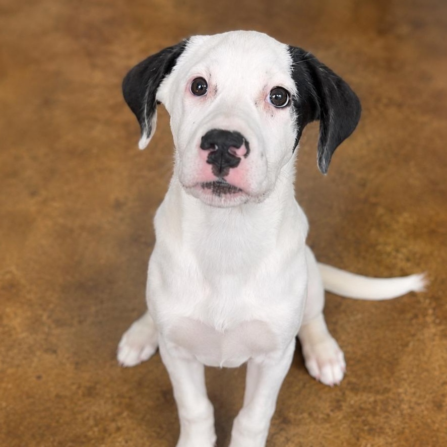Donut, adopted, Puppy Female Mixed Breed.