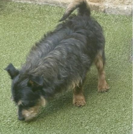 Enlarge PENNY LANE, a Adoptable mixed breed in wildersville, TN image 5/6