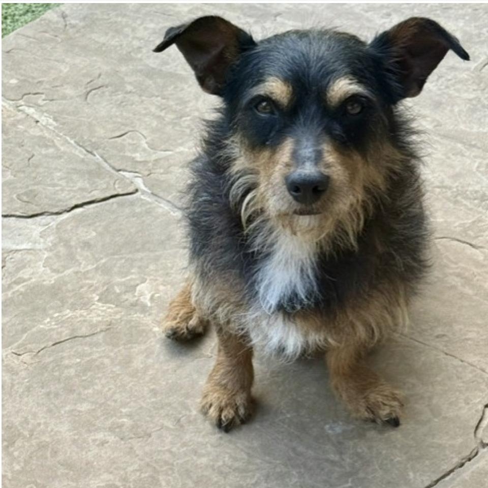 Enlarge PENNY LANE, a Adoptable mixed breed in wildersville, TN image 1/6
