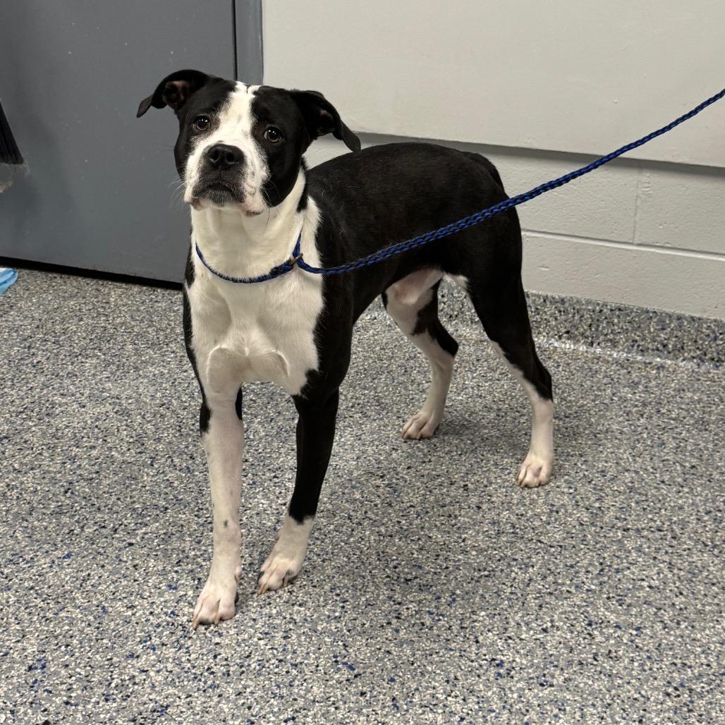 Enlarge Spot, a Adoptable Mixed Breed in Greenville, SC image 1/1