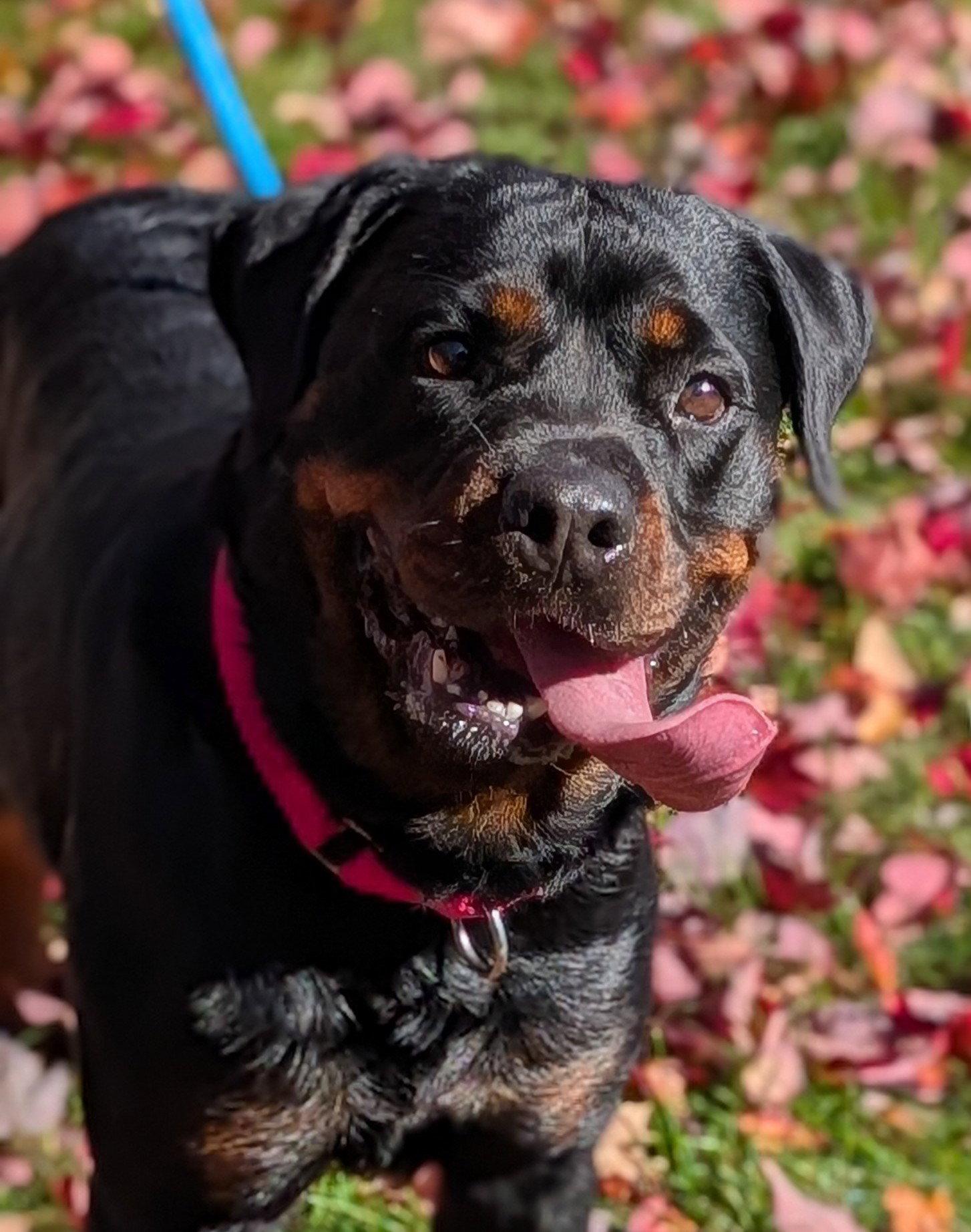 Luna Bear, Adoptable, Adult Female Rottweiler.