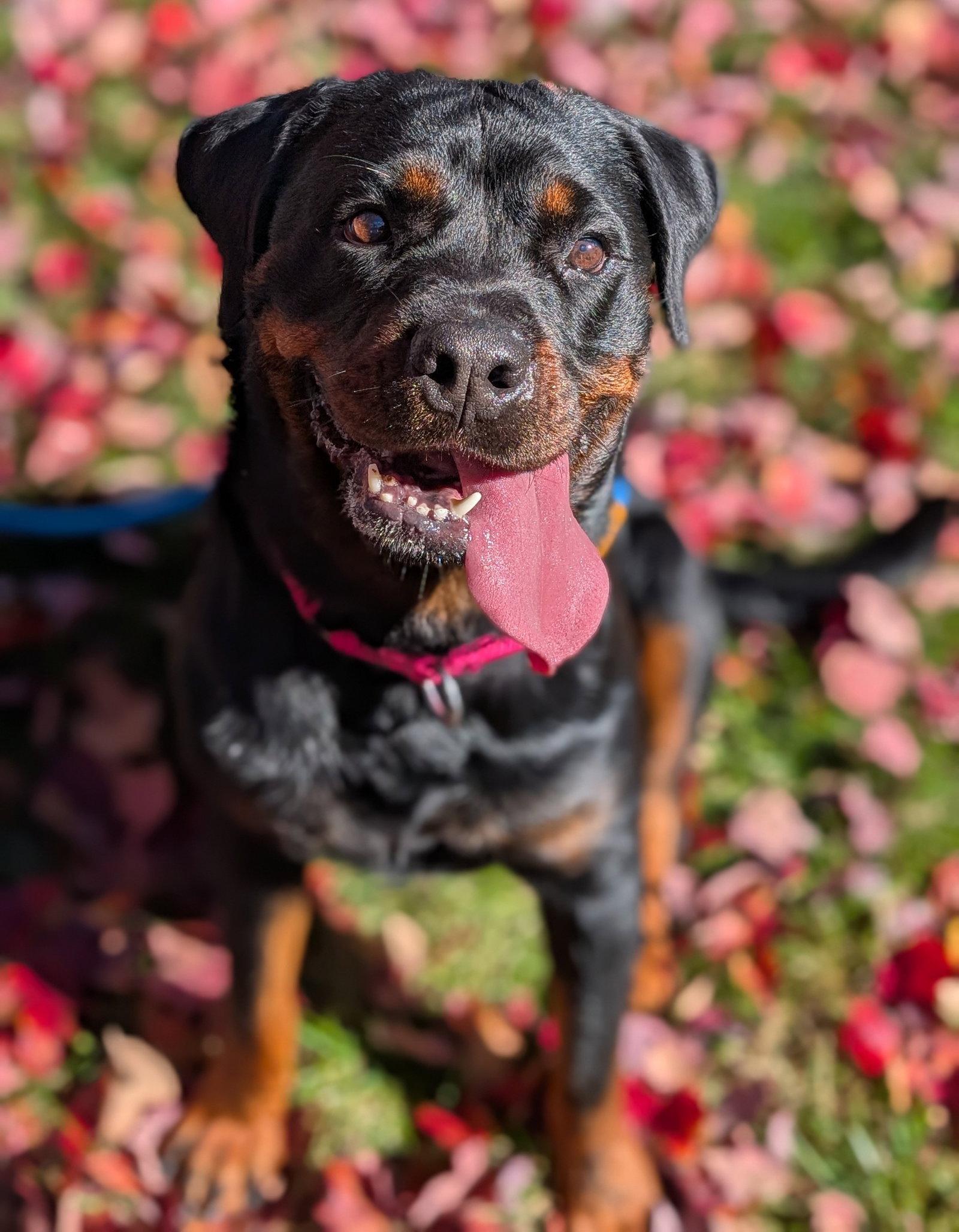 Enlarge Luna Bear, a Adoptable Rottweiler in Hillsboro, NH image 2/3