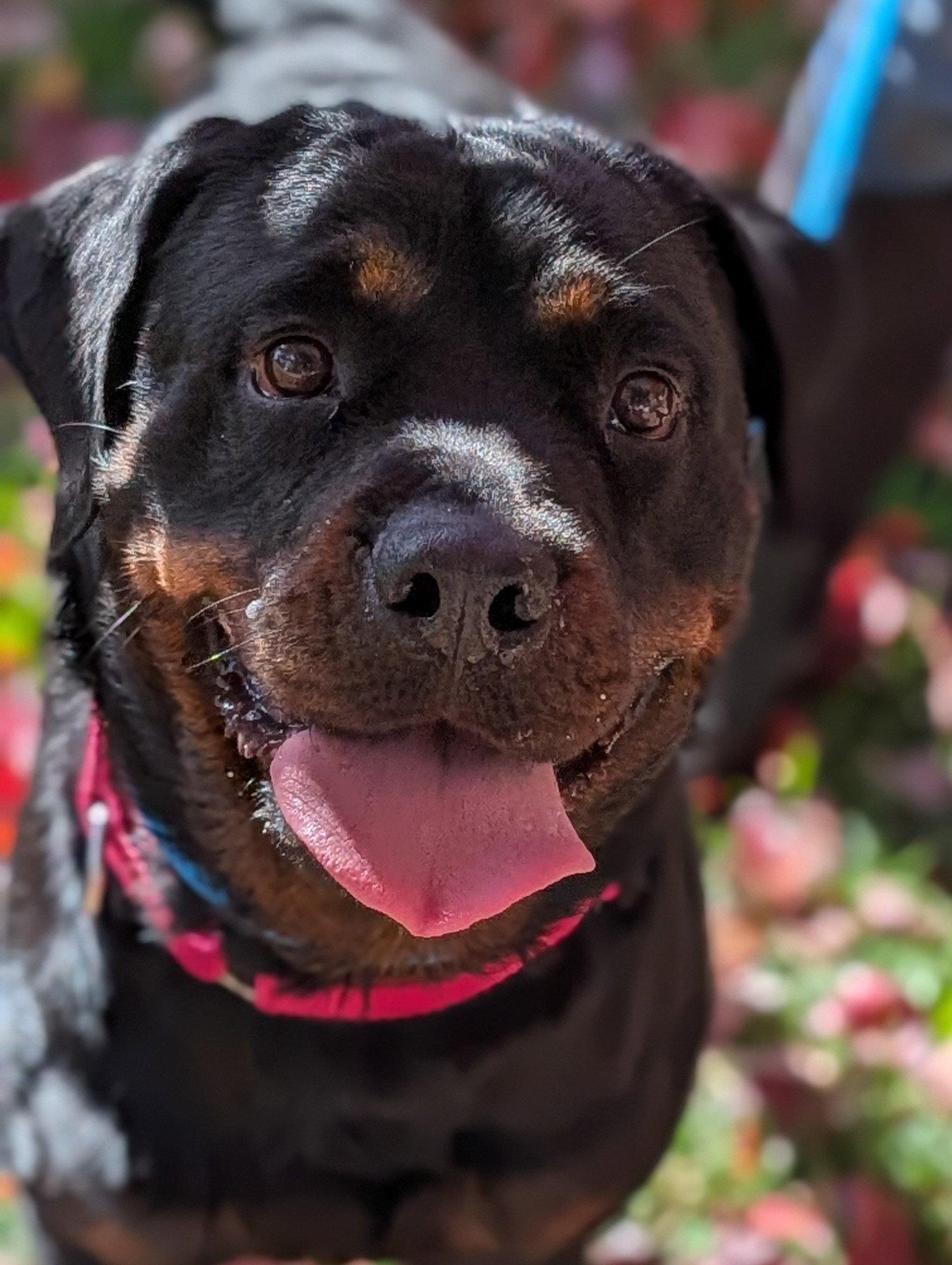 Enlarge Luna Bear, a Adoptable Rottweiler in Hillsboro, NH image 3/3