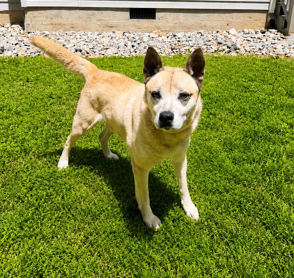 Flanders, ADOPTABLE, Adult Male Carolina Dog & Akita.
