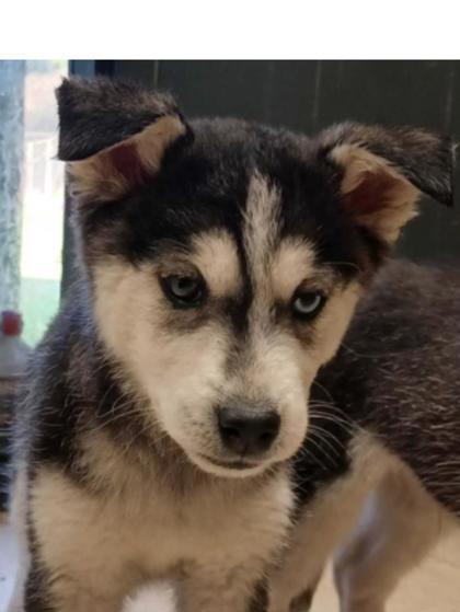 Jordan, Adoptable, Puppy Female Siberian Husky & Mixed Breed.