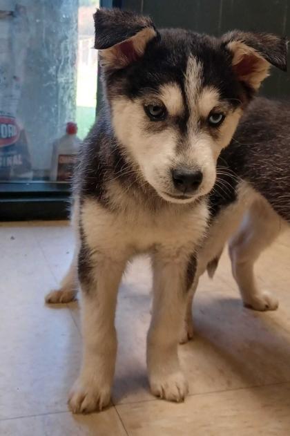 Jordan, a Adoptable mixed breed in Burlington, WA image 2/2