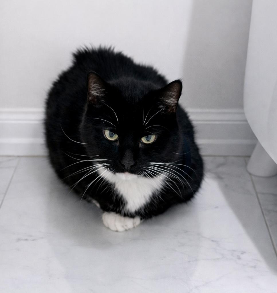 Enlarge Smoochie Poo, a ADOPTABLE Tuxedo in Bethel, CT image 2/5