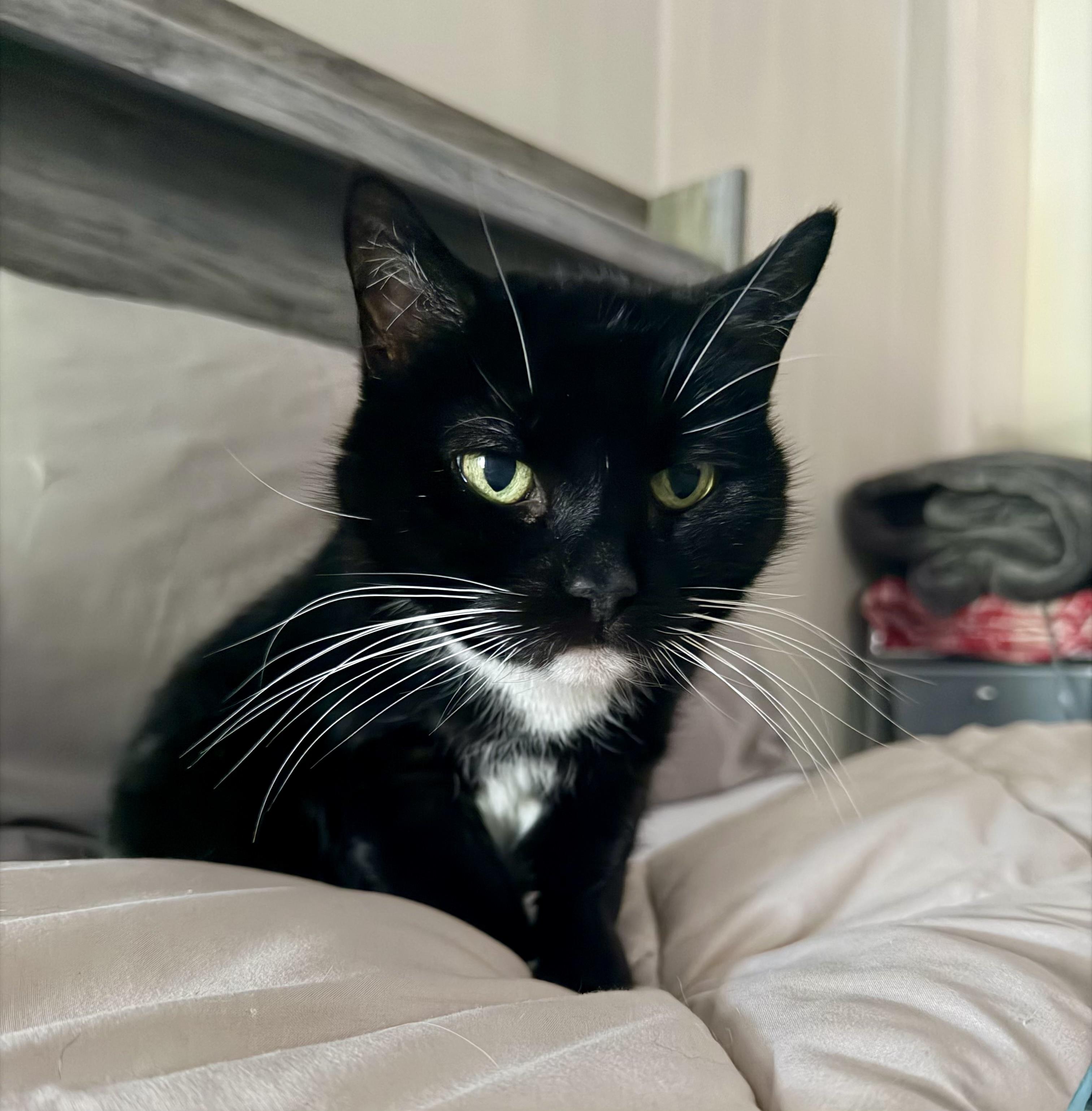 Smoochie Poo, a ADOPTABLE Tuxedo in Norwalk , CT image 5/6