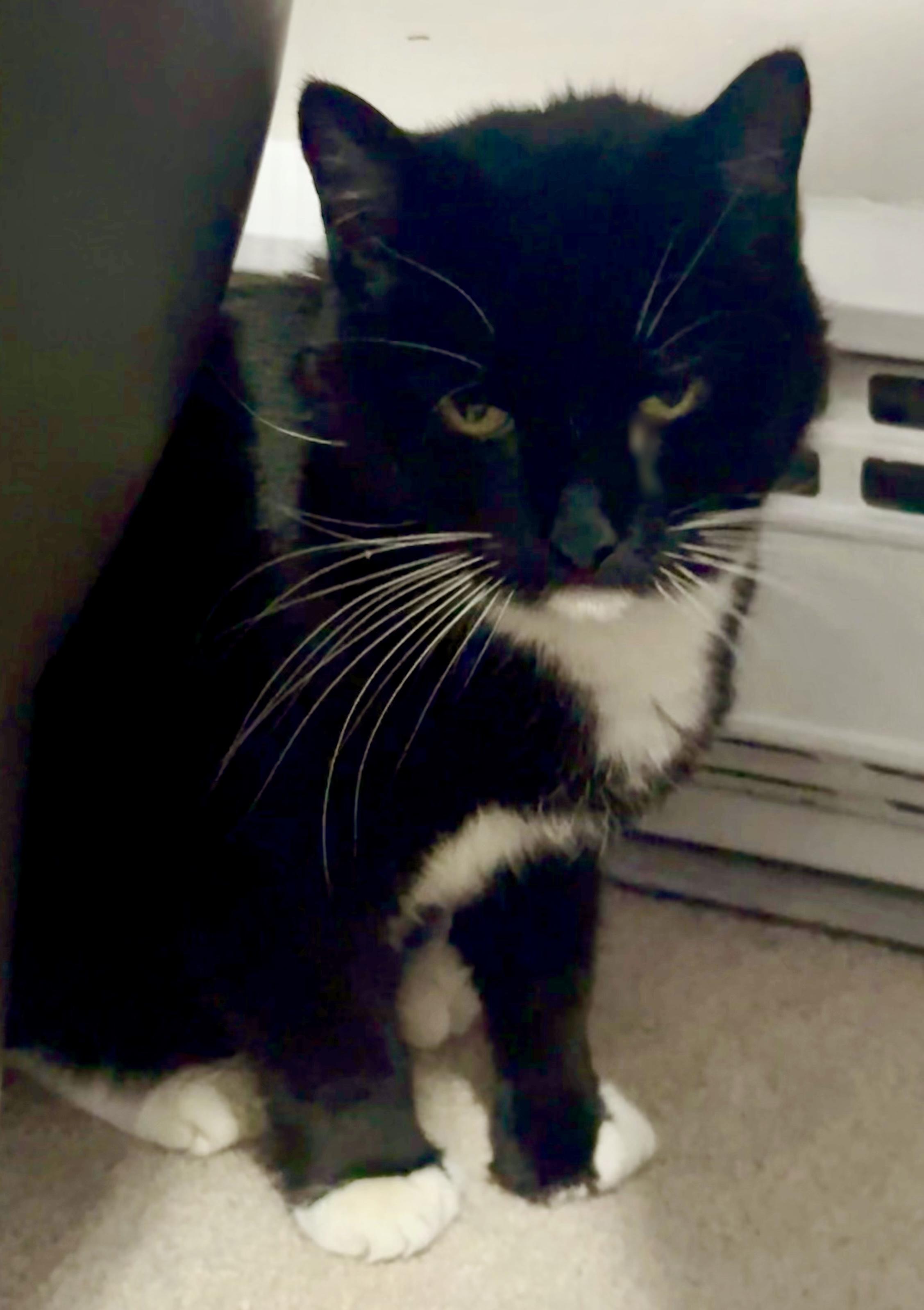 Enlarge Smoochie Poo, a ADOPTABLE Tuxedo in Bethel, CT image 5/5