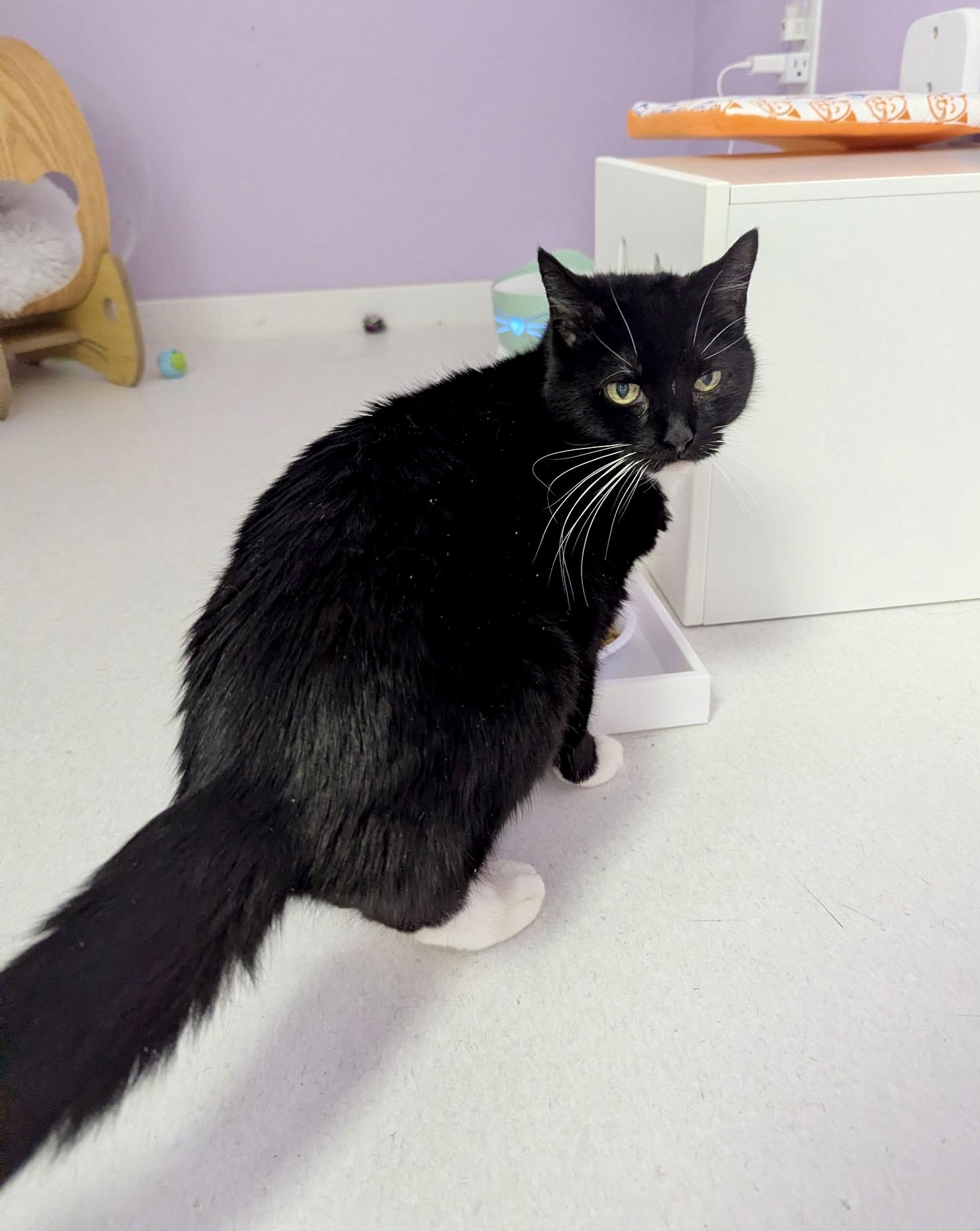 Smoochie Poo, a ADOPTABLE Tuxedo in Norwalk , CT image 6/6