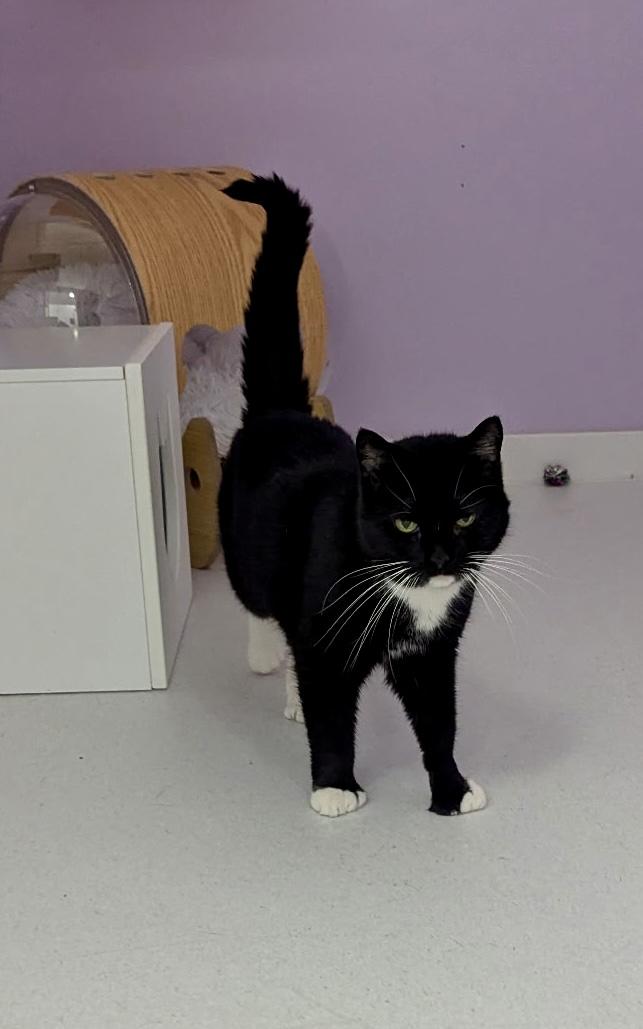 Smoochie Poo, a ADOPTABLE Tuxedo in Norwalk , CT image 4/6
