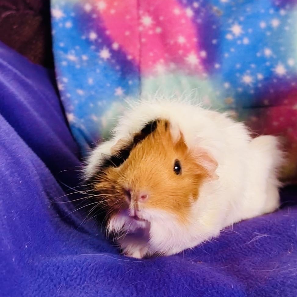 Enlarge Ashley, a ADOPTABLE Abyssinian in San Antonio, TX image 3/3