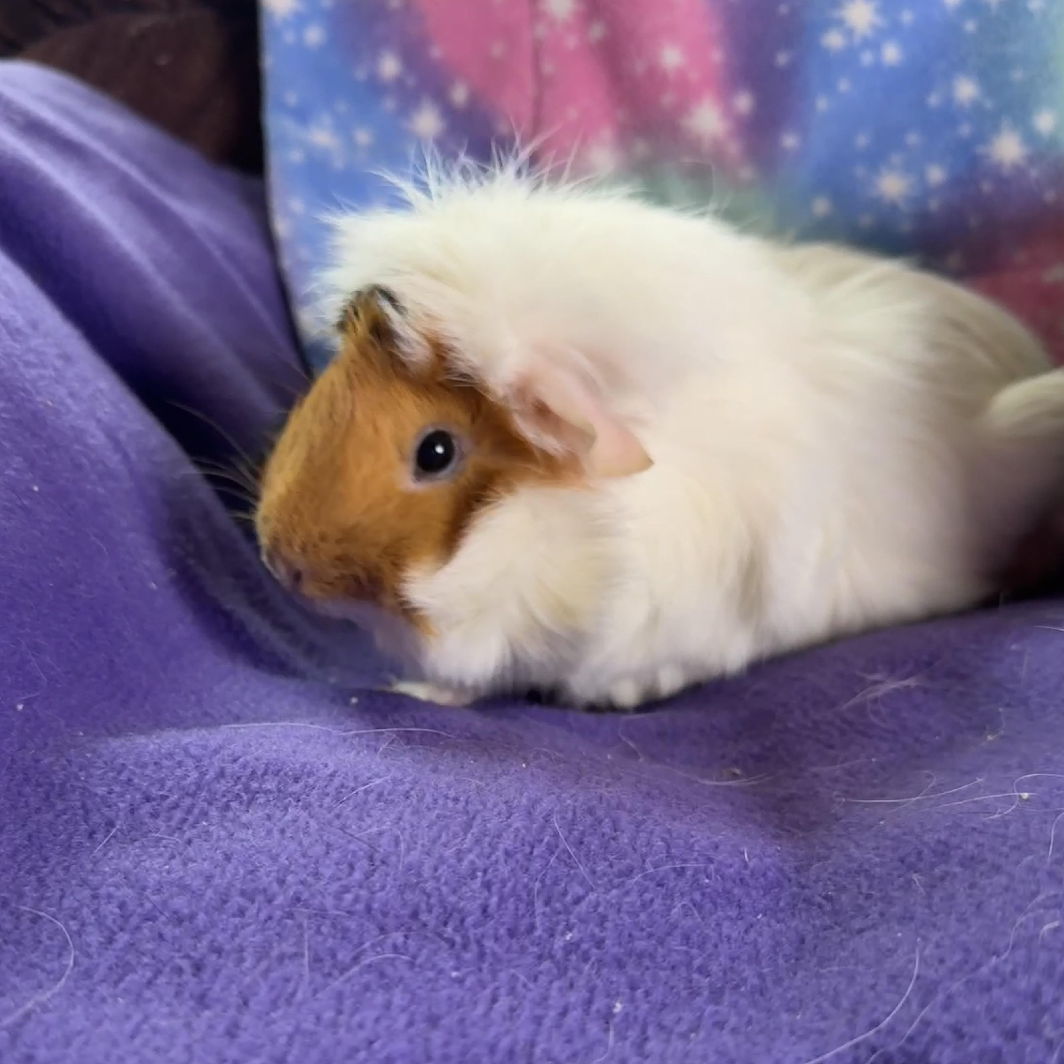 Enlarge Ashley, a ADOPTABLE Abyssinian in San Antonio, TX image 1/3