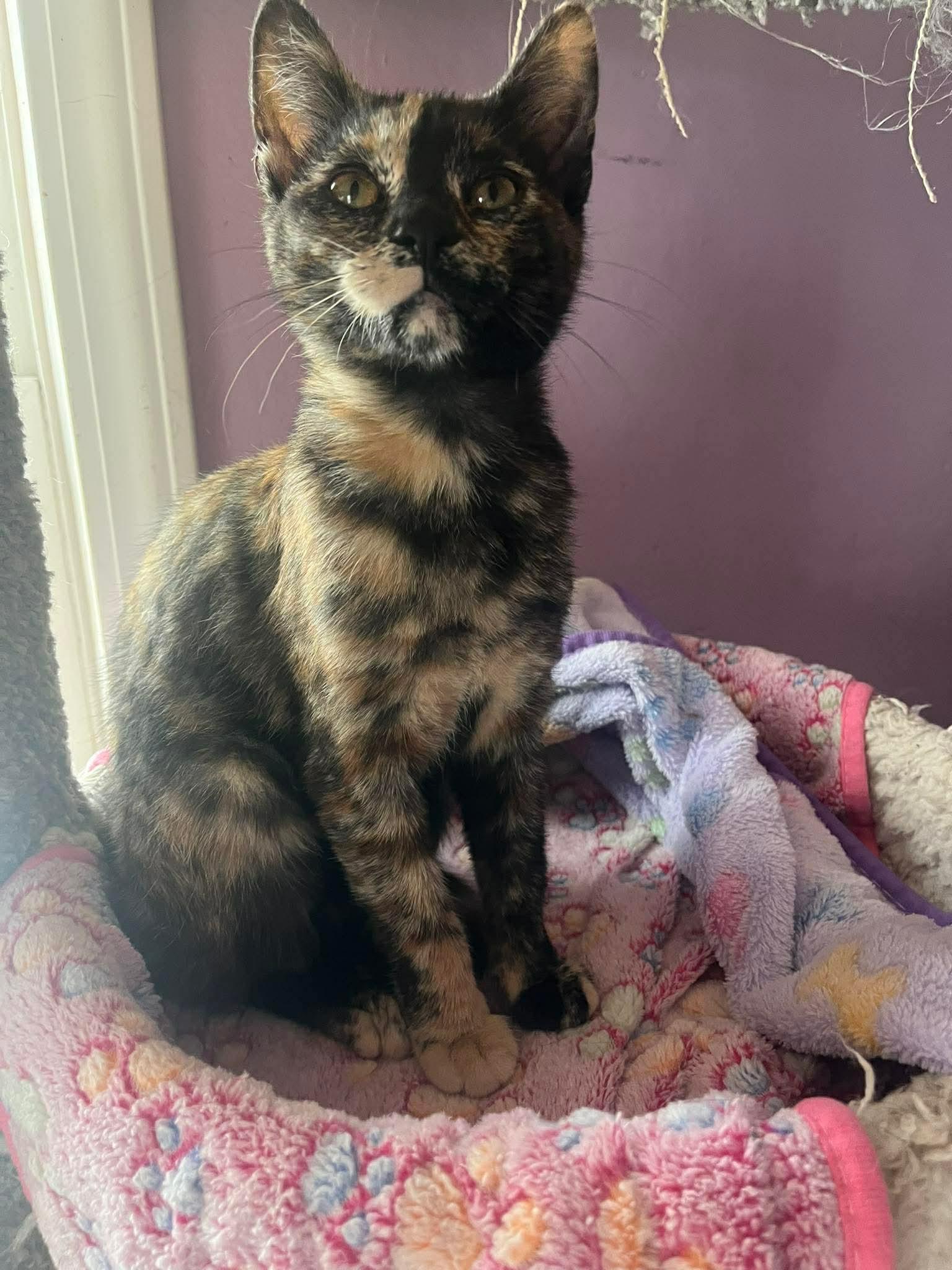 Enlarge Callie, a ADOPTABLE Domestic Short Hair in Sioux Falls, SD image 1/2