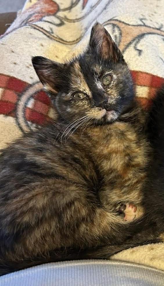 Enlarge Callie, a ADOPTABLE Domestic Short Hair in Sioux Falls, SD image 2/2