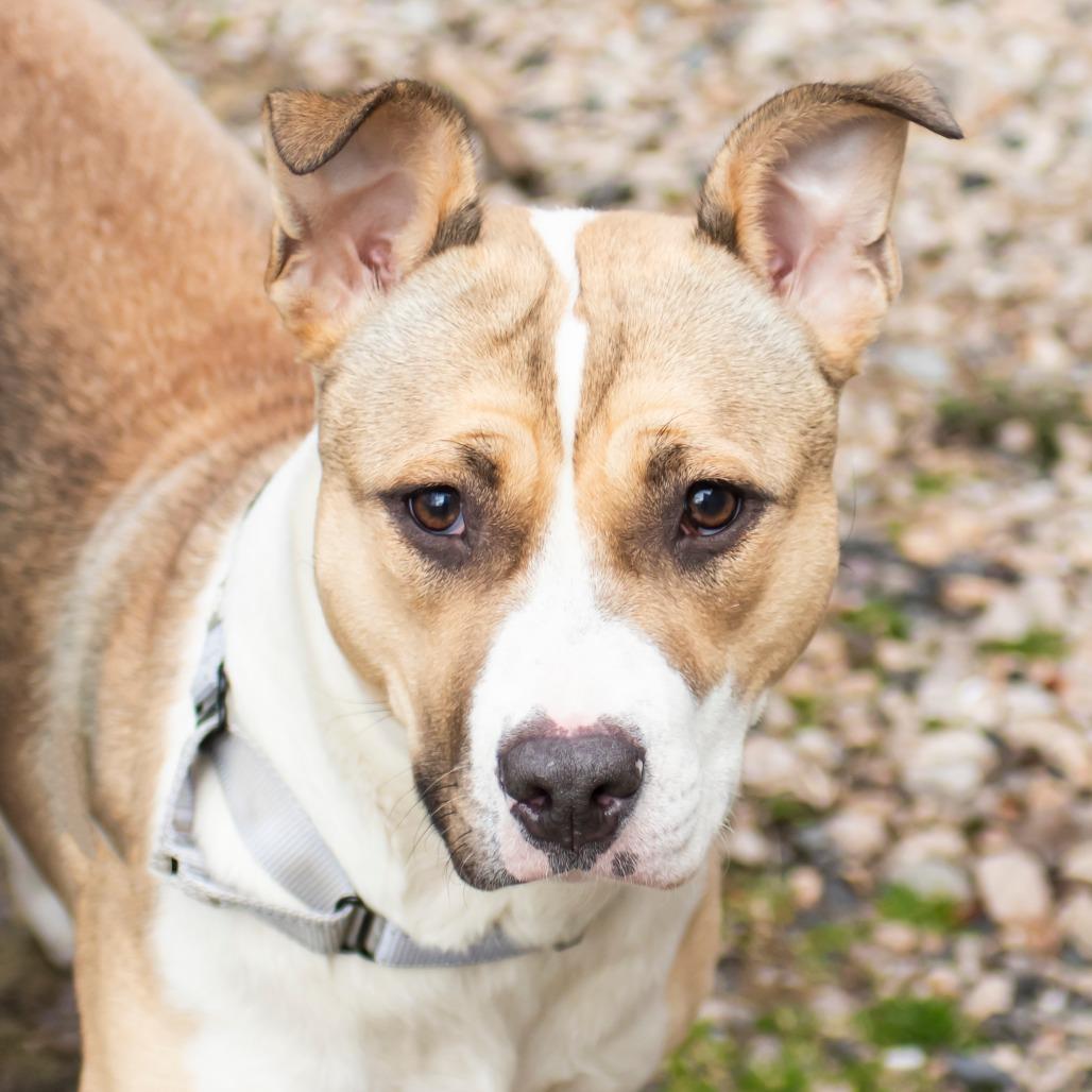 Enlarge Stitch, a Adoptable Mixed Breed in Middletown, RI image 1/1