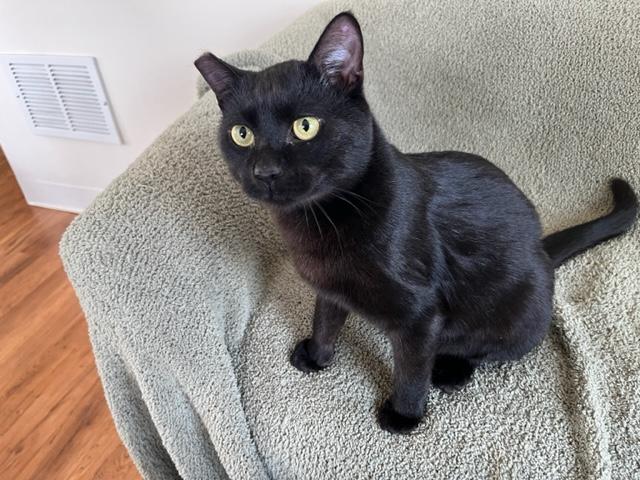 Enlarge Ms. Lady Hepburn, a Adoptable Domestic Short Hair in Eagle Point, OR image 4/6