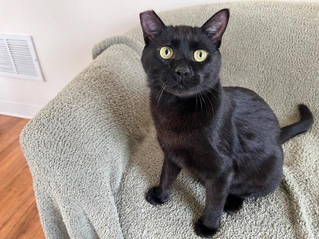 Enlarge Ms. Lady Hepburn, a Adoptable Domestic Short Hair in Eagle Point, OR image 1/6