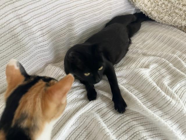 Enlarge Ms. Lady Hepburn, a Adoptable Domestic Short Hair in Eagle Point, OR image 6/6