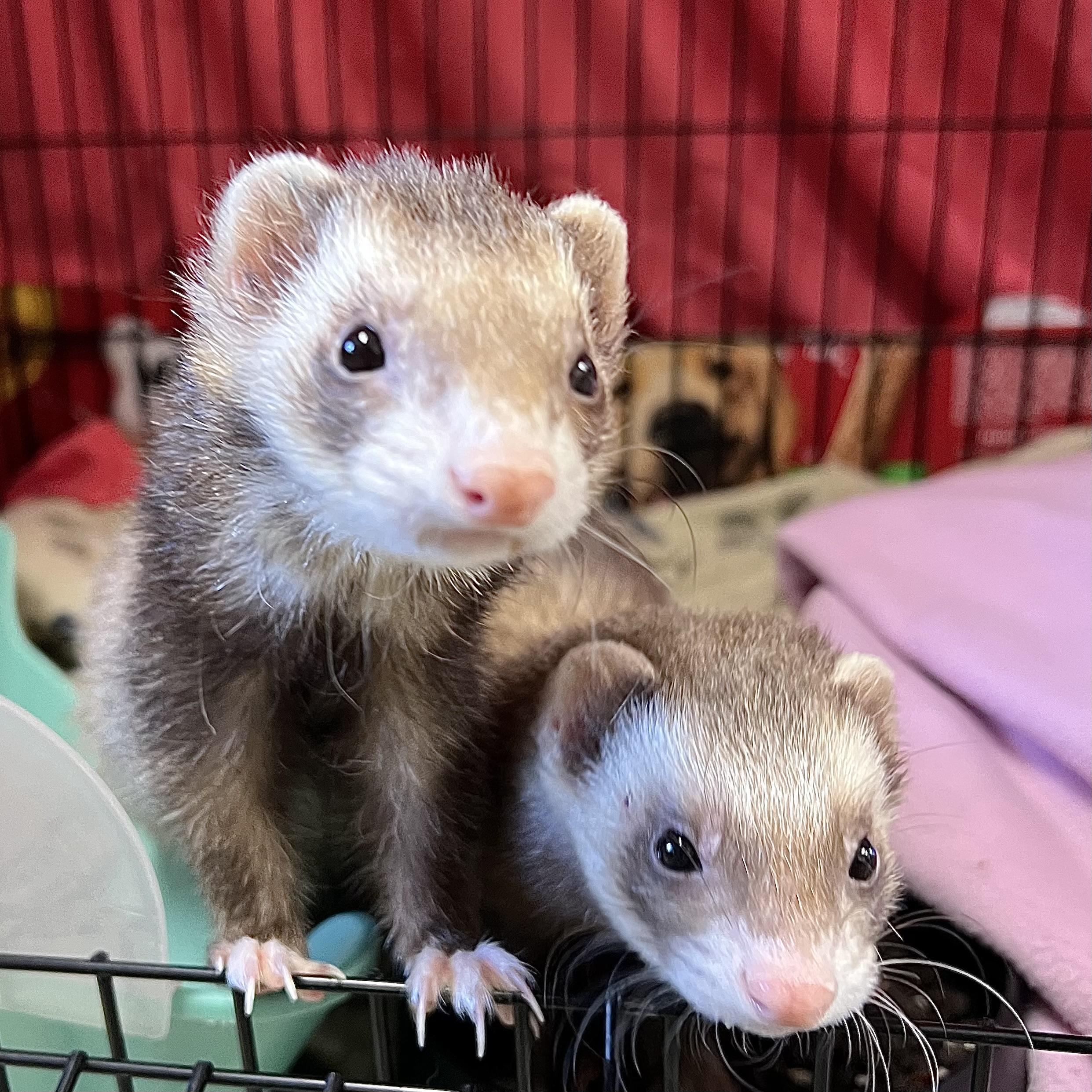 Enlarge Bonnie & Clyde (bonded pair), an adopted Ferret in Fairmont, MN image 5/6