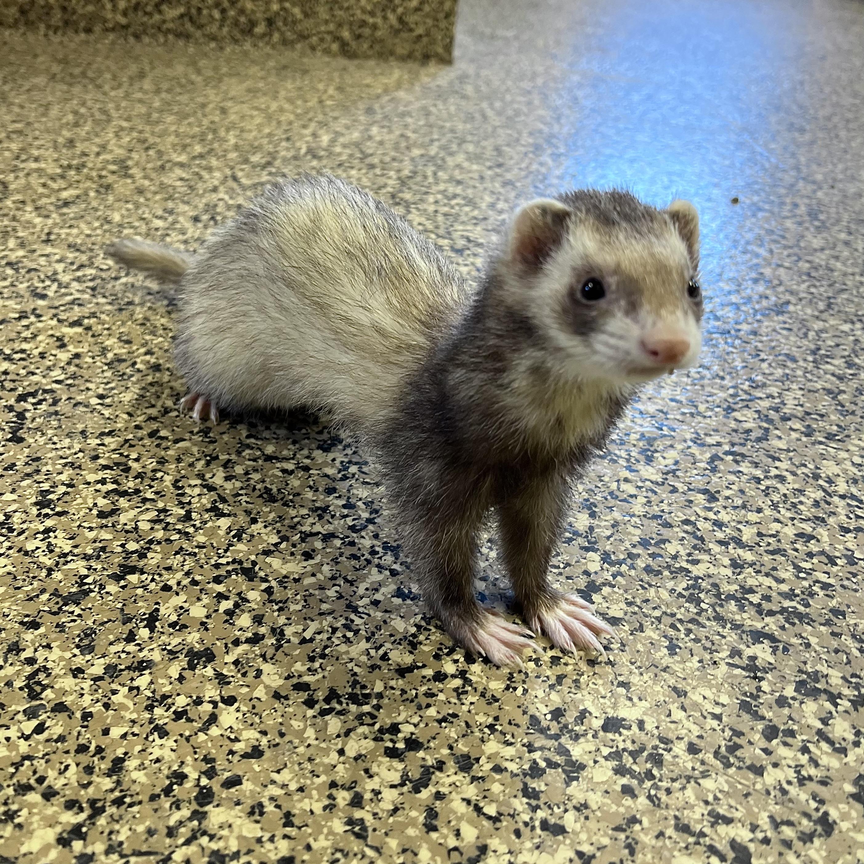 Enlarge Bonnie & Clyde (bonded pair), an adopted Ferret in Fairmont, MN image 4/6