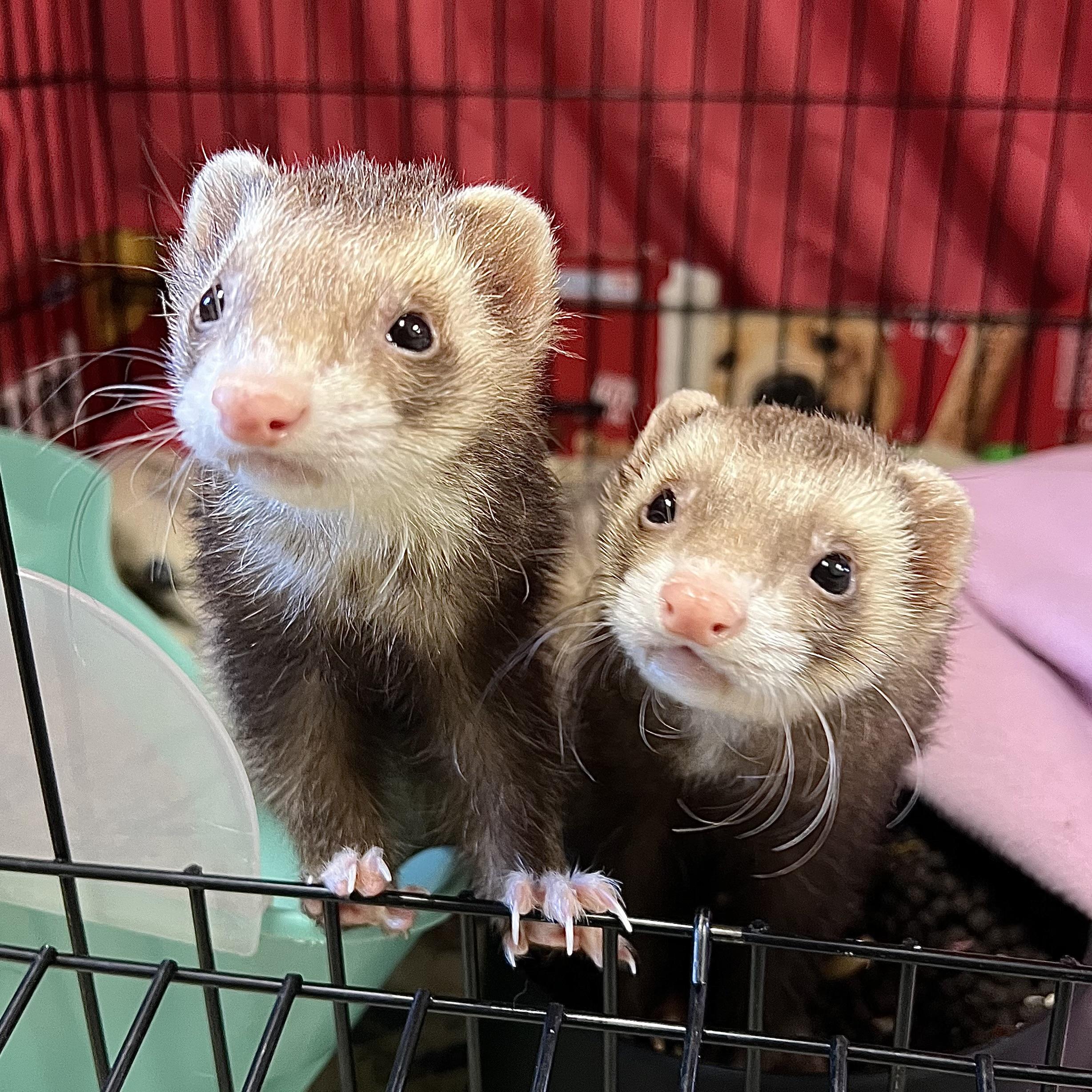 Bonnie & Clyde (bonded pair), adopted, Adult Male Ferret.