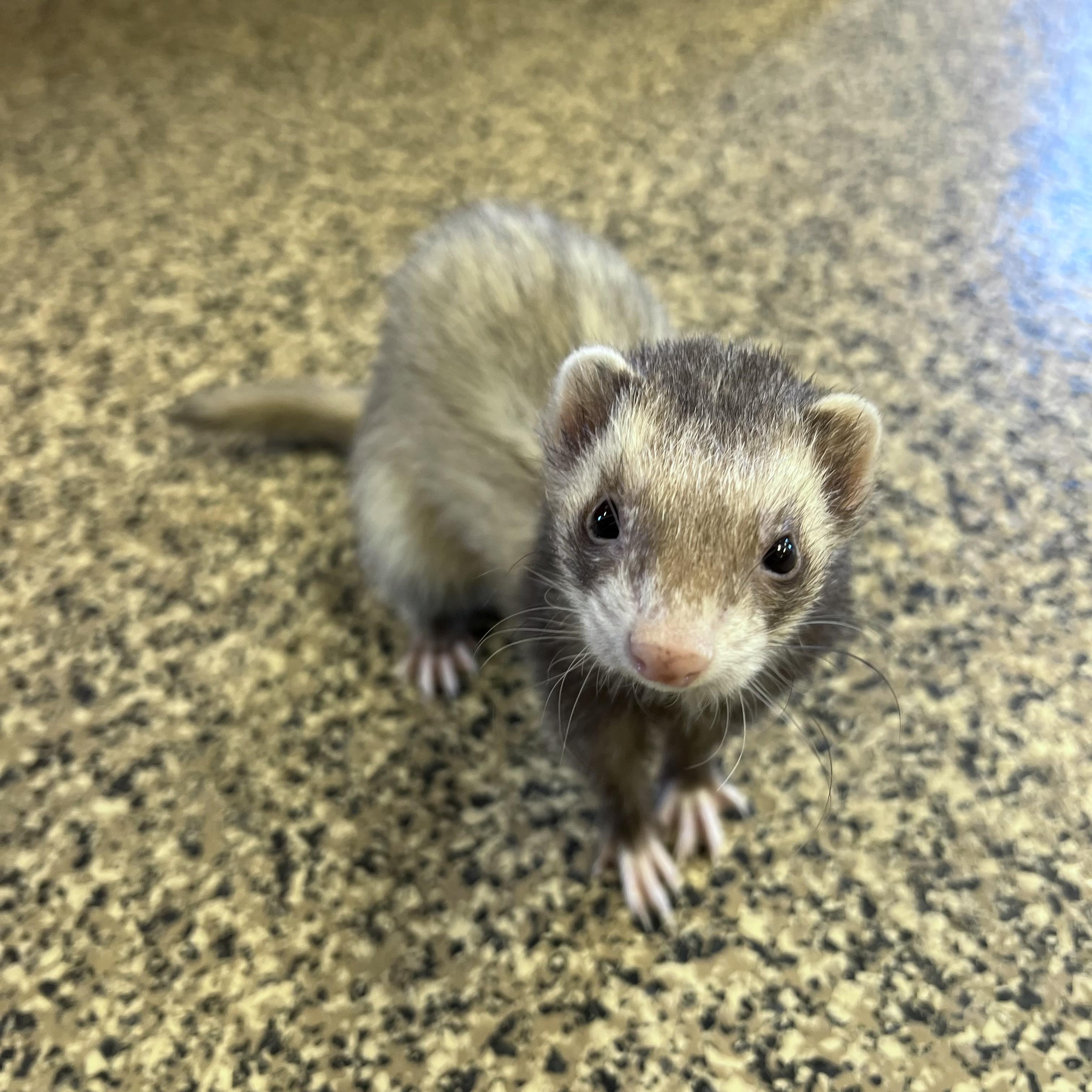 Enlarge Bonnie & Clyde (bonded pair), an adopted Ferret in Fairmont, MN image 6/6
