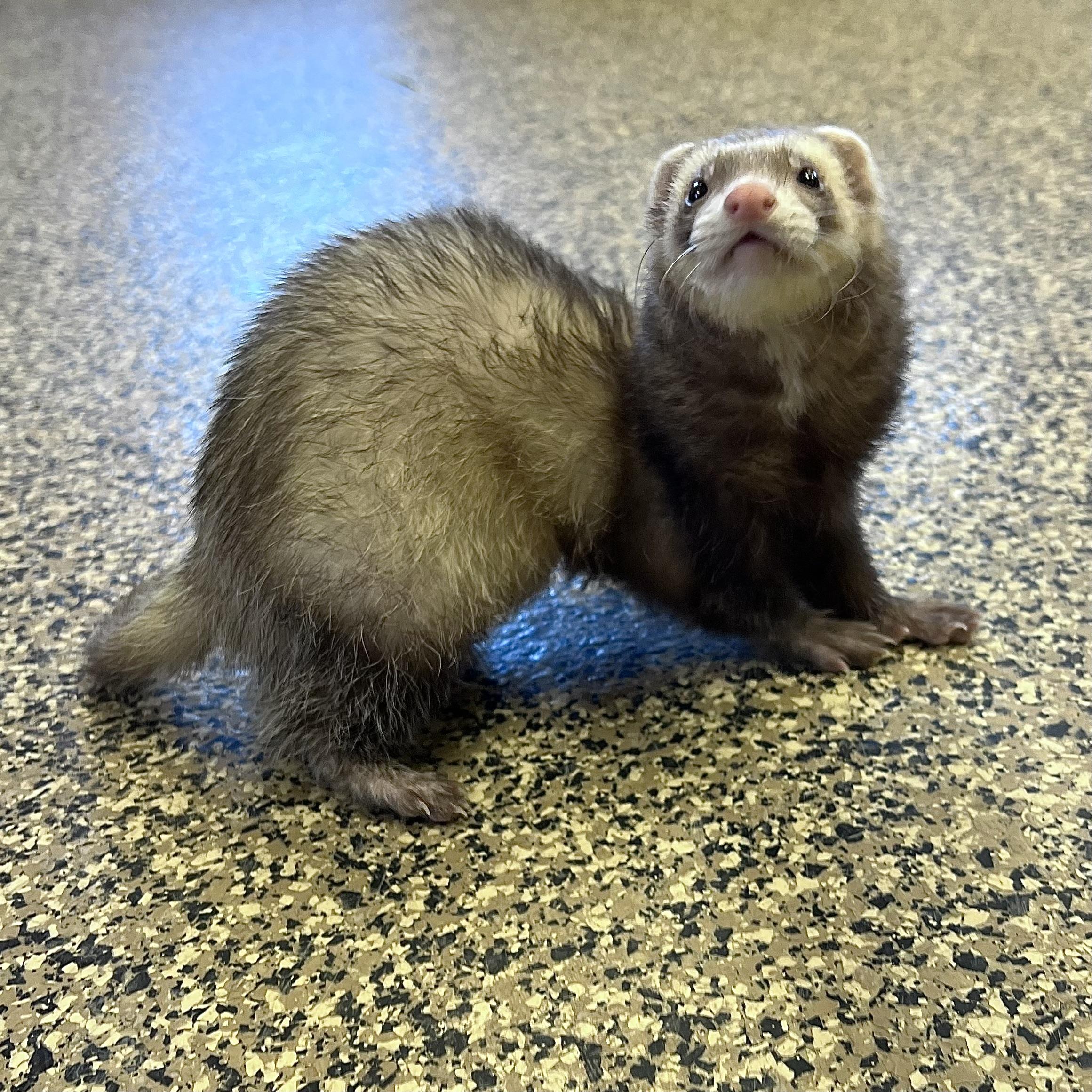 Enlarge Bonnie & Clyde (bonded pair), an adopted Ferret in Fairmont, MN image 3/6